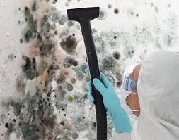 Trusted Elm Grove, WI Mold Removal Experts